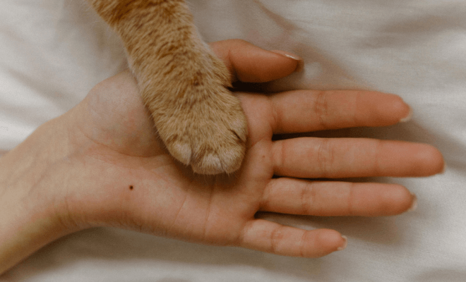 The Relationship Between Emotion and Aesthetic Harmony