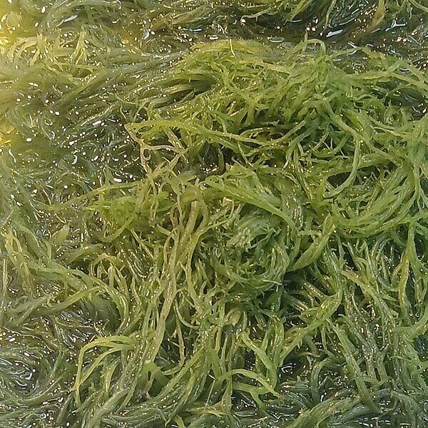 Seaweed