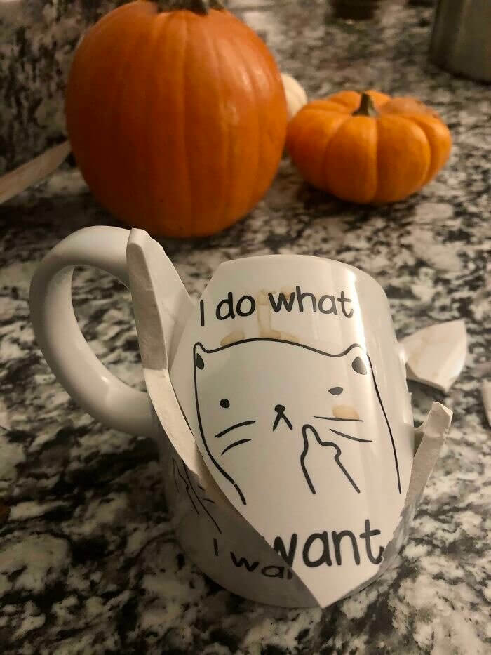 You’ve Got To Be Kitten Me