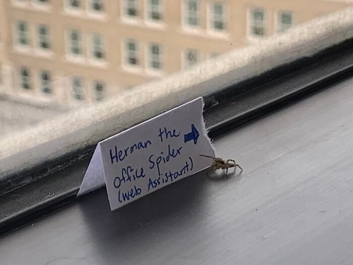 This Office Adopted A Spider To Help With Their Web Design
