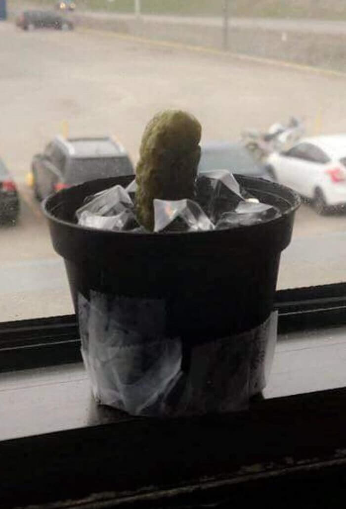 This Person's Has A Pickle Disguised As A Cactus