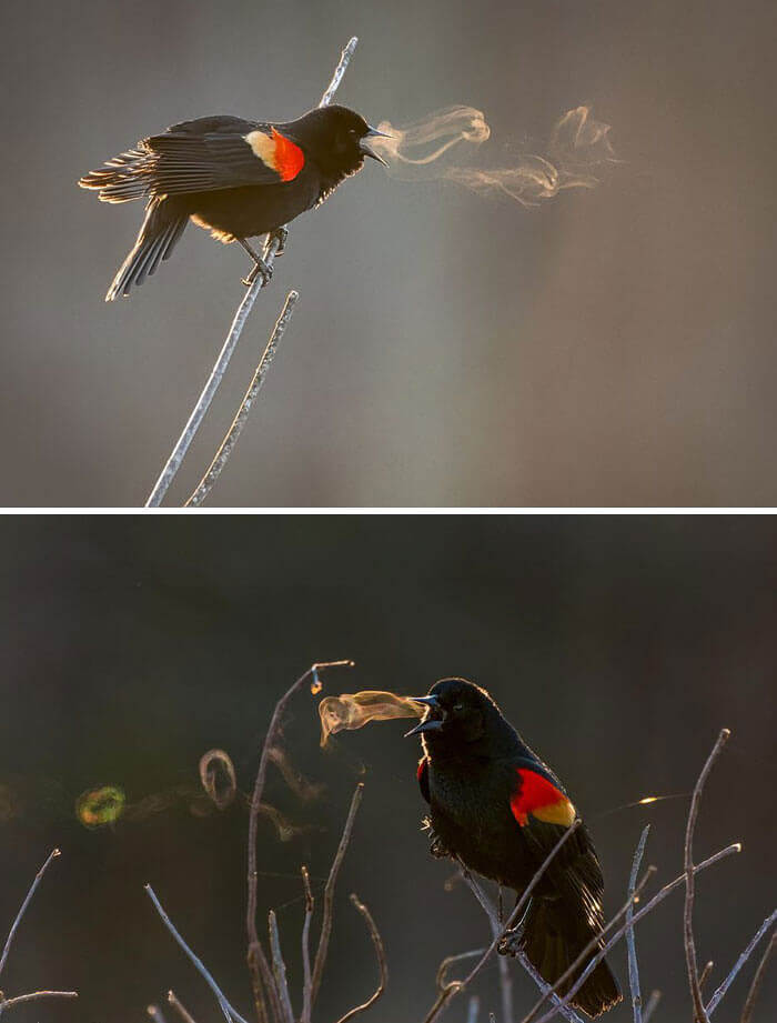 A Bird Mastering The Art Of Blowing Little Smoke Rings