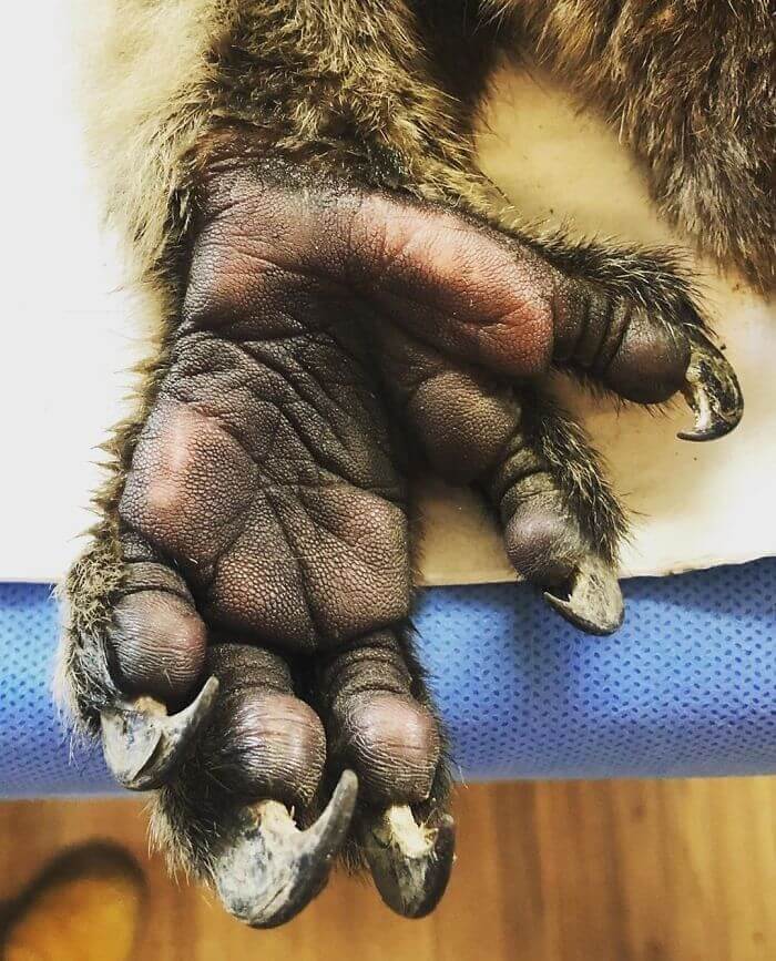 Two Thumbs-Up For The Hand Of A Koala