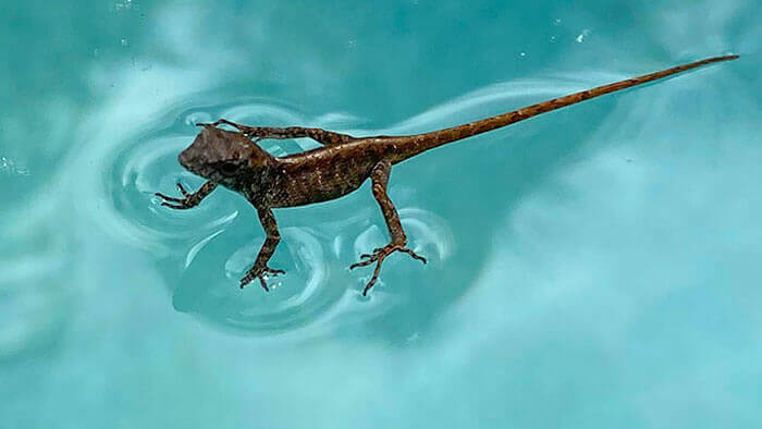 Nature, Why Are You So Amazing? This Lizard Seems To Walk On Water