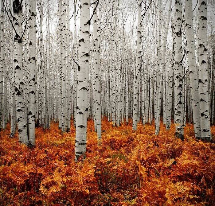 This Magical Forest Looks Like It Came Right Out Of Frozen 2