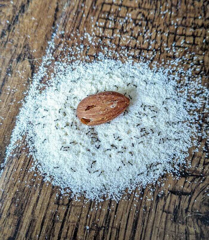 These Ants Seem To Be Making Nutritional Almond Floor