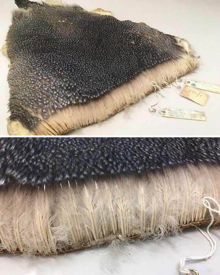 The Fluffy Secret To How Penguins Handle Freezing Temperatures