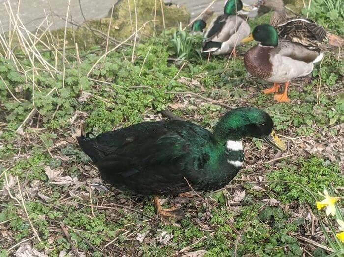 This Unique Looking Duck Is Not Your Average Jade Duck