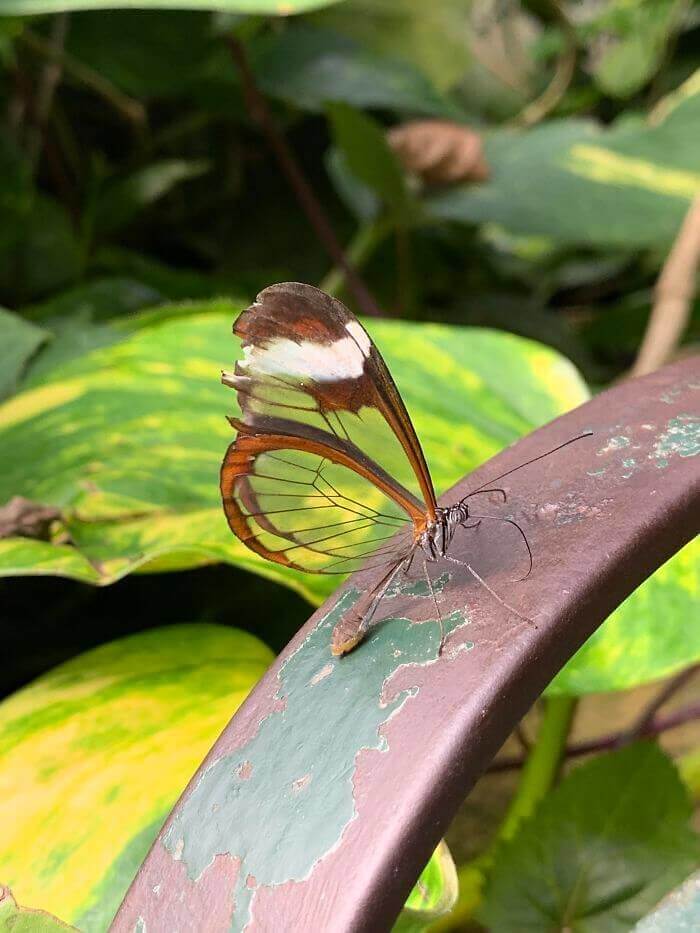 This Glasswing Butterfly Knows A Thing Or Two About Camouflage