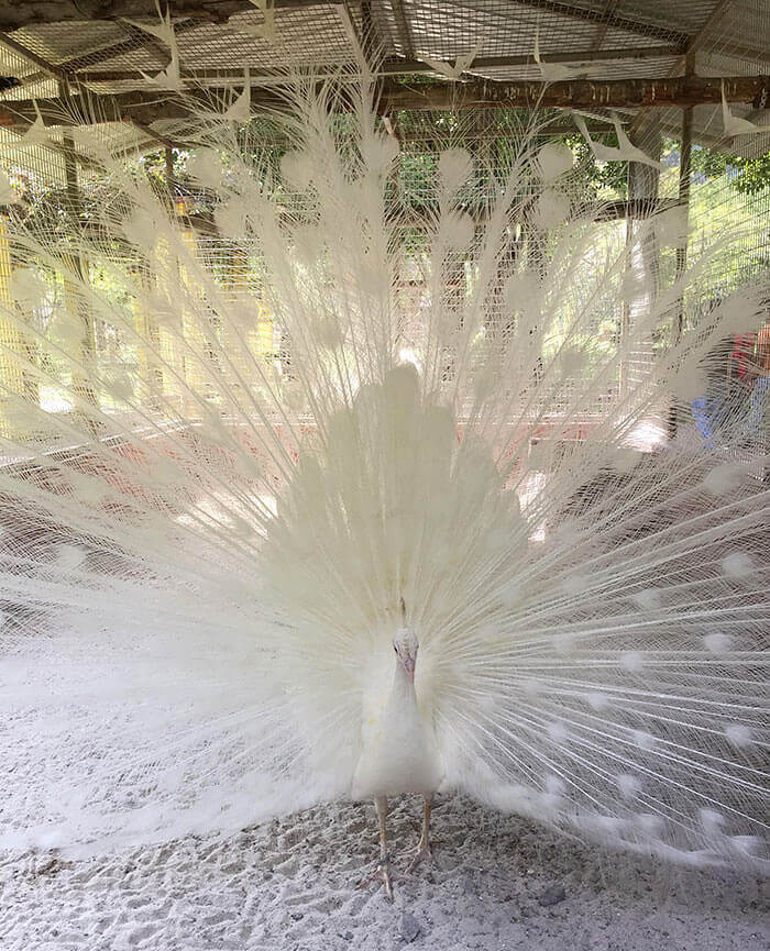 Stop Staring At Me, Human! Haven't You Ever Seen An Albino Peacock?