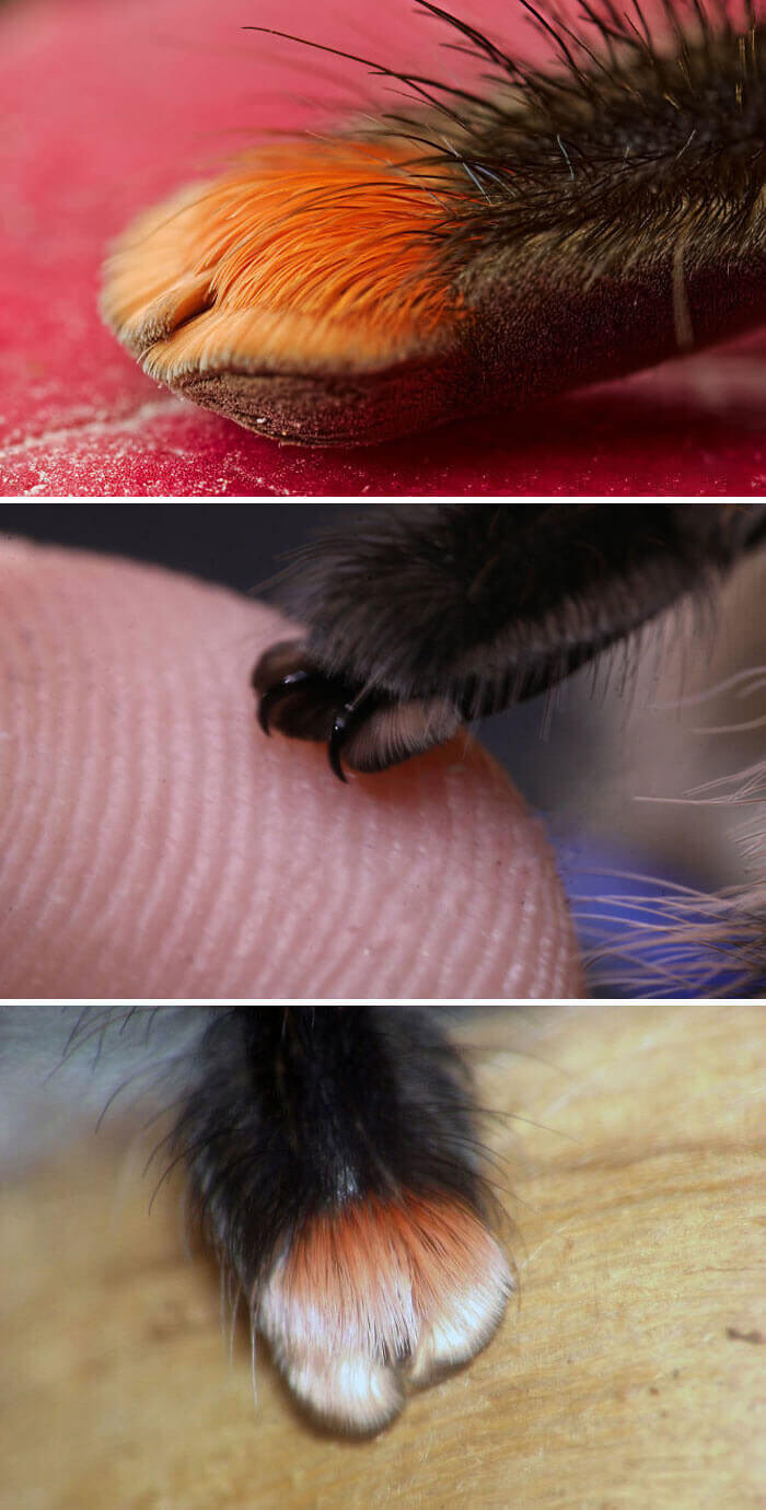 Despite Their Fuzzy Appearance, These Are Not Cat Paws