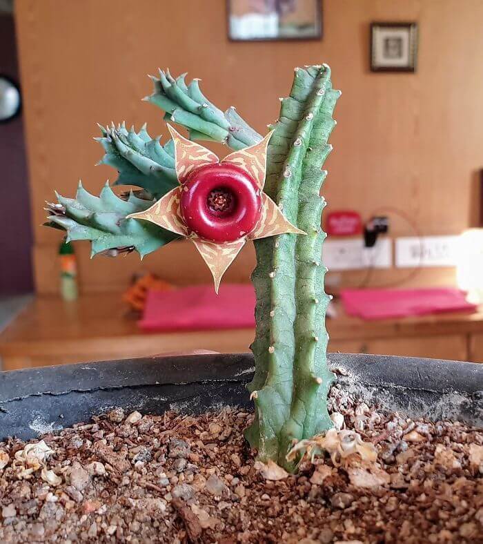 Is This A Cactus Or A Demon Plant? We're Not Sure