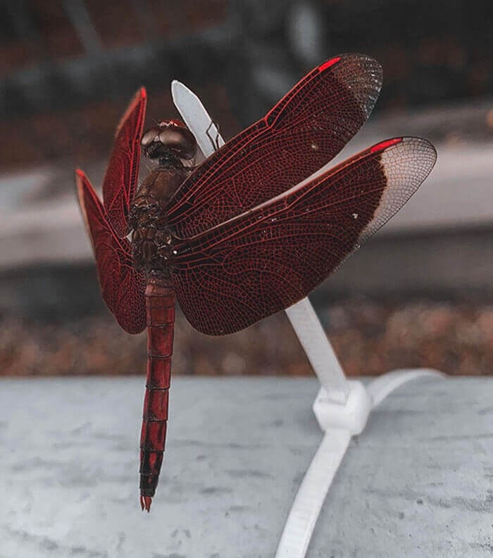 Another Cool Reason To Love Dragonflies