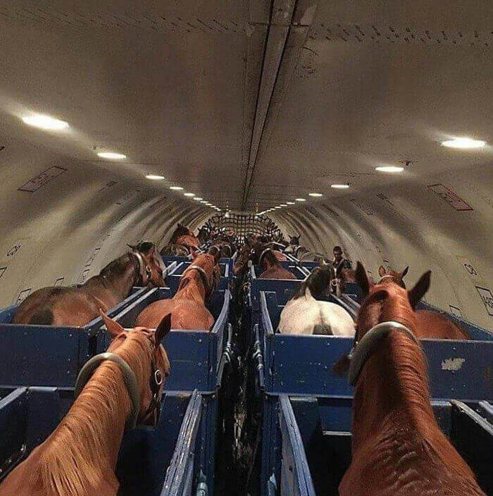 Horses On A Plane Are Much Better Than Snakes On A Plane