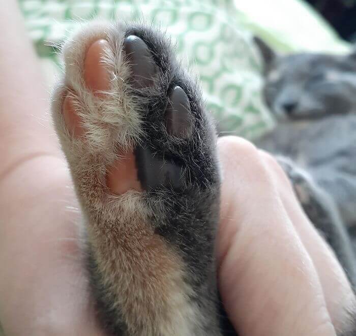 This Cat's Paw Is So Special, It Looks Like Two Cats Morphed Into One
