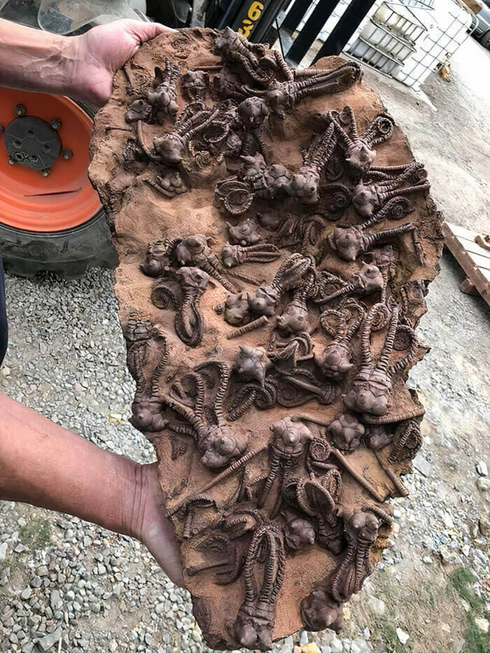 Amazing Jimbacrinus Crinoid Fossils Are The Stuff Of Nightmares