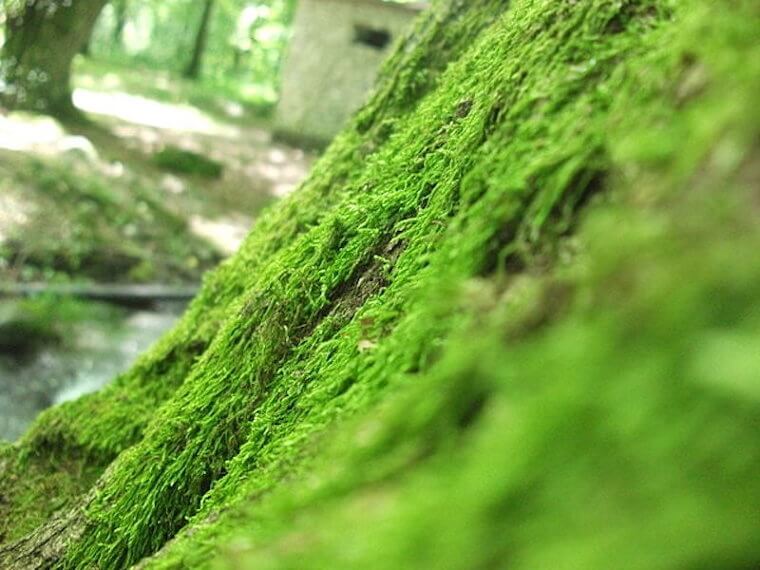 Making Feminine Hygiene Products Out of Napkins Wrapped Around Moss