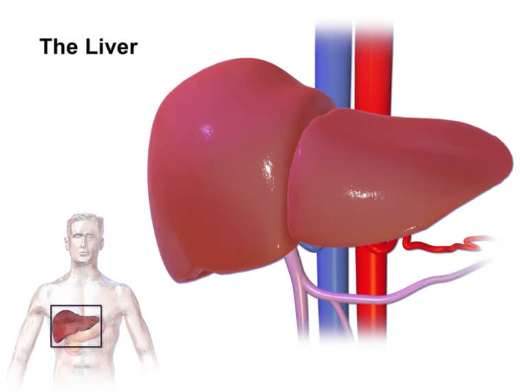 Even If 75% Of One’s Liver Is Removed, It Can Regenerate Completely