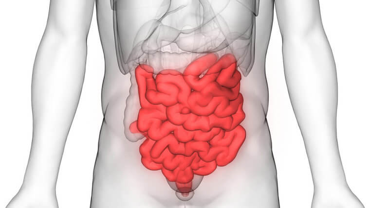 ​A Body’s Small Intestine Is Approximately 20 Feet Long