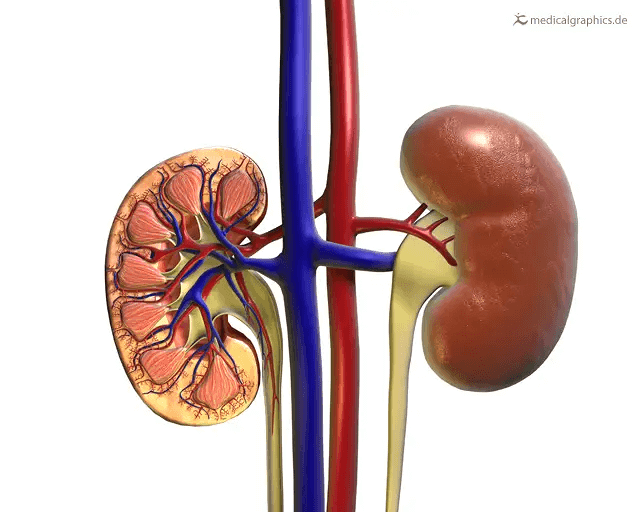 The Left Kidney Can Be Found Higher Up In Comparison To The Right One