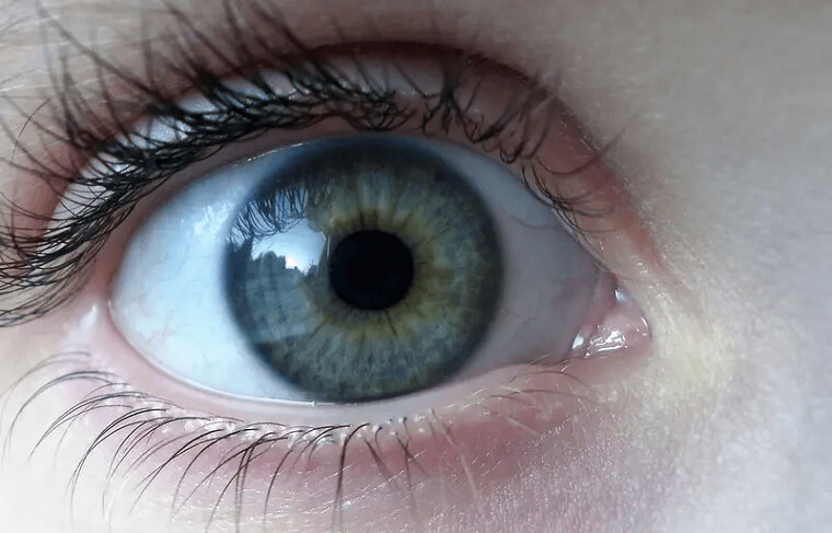 The Pink Corner In Your Eyes Has Something To Do With Reptile And Bird Species