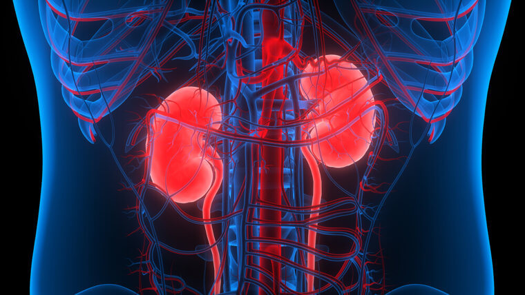 ​Your Kidney Filters Your Blood About 25 Times A Day