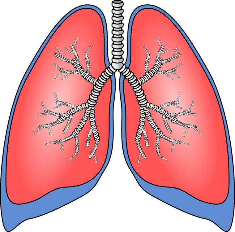 If You Have Two Organs Of The Same, Only One Of Them Is Required To Live