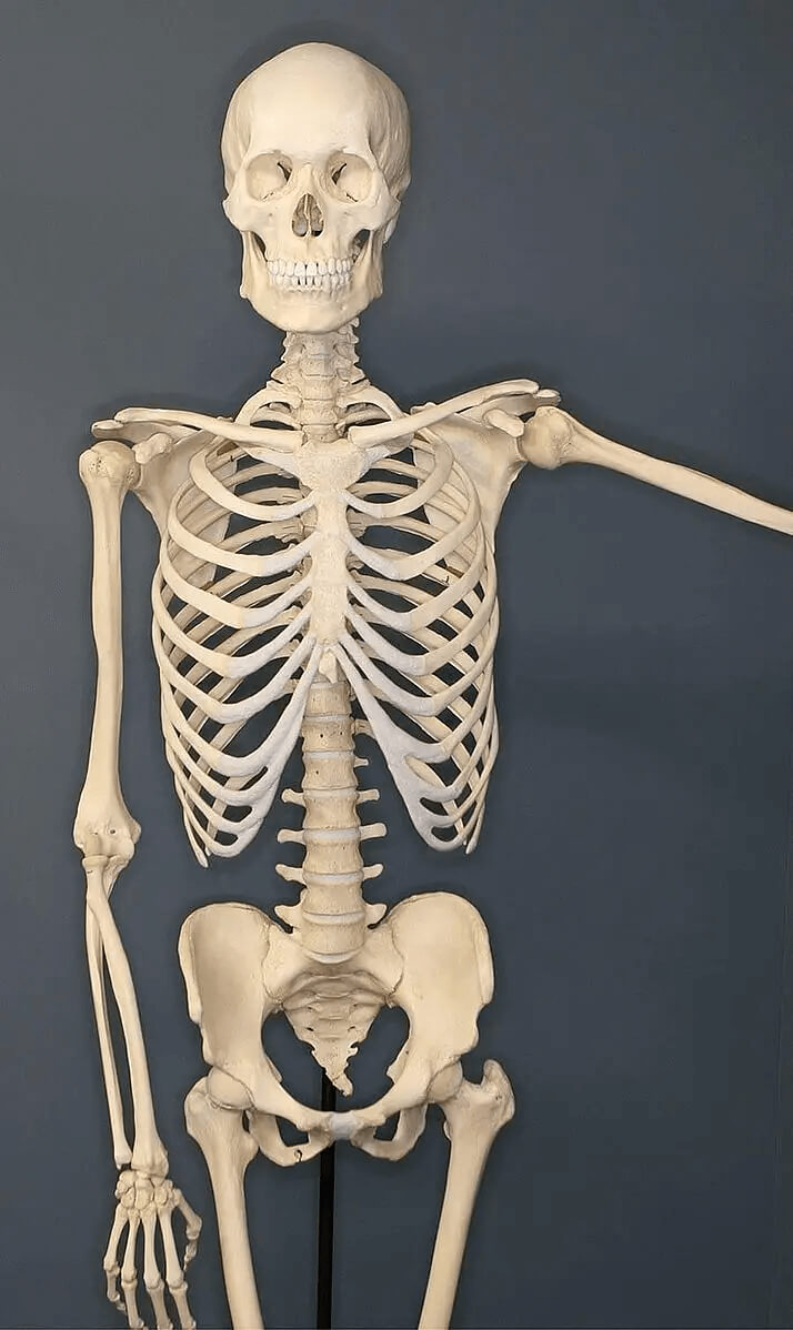 The Human Skeleton Regenerates Itself Every Ten Years