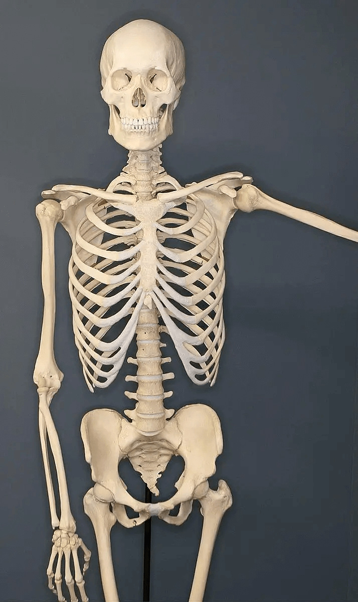 ​The Human Skeleton Regenerates Itself Every Ten Years