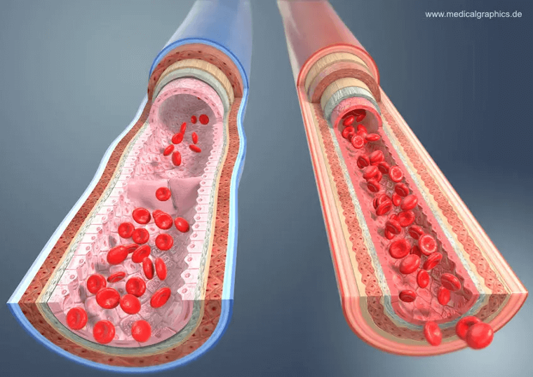 If Your Blood Vessels Were Laid Side By Side, Their Length Would Circle The World Twice Or More