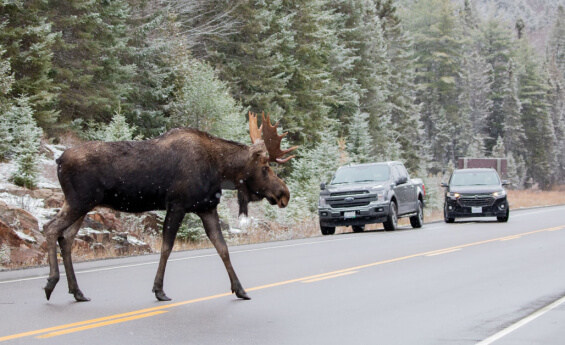 “Meanwhile, In Canada”: Photos That Perfectly Sum Up Canada
