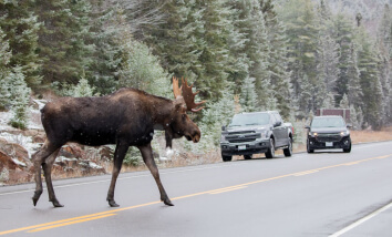 “Meanwhile, In Canada”: Photos That Perfectly Sum Up Canada