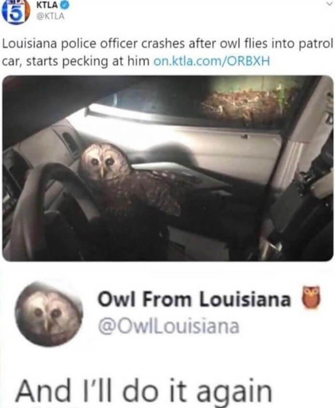 American Owls Are Fearless