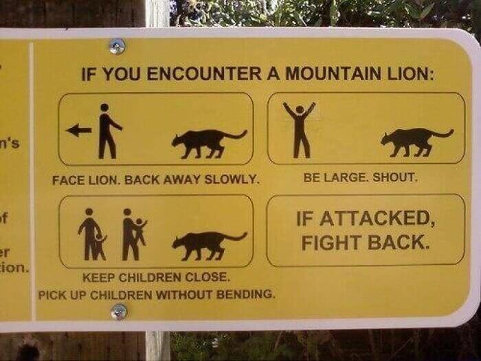 Beware of Mountain Lions