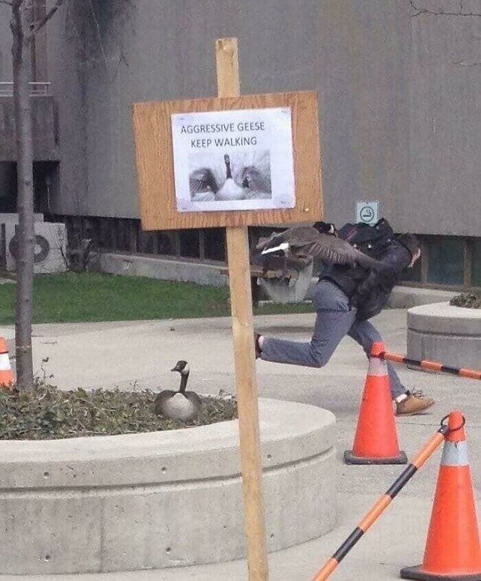 Aggressive Geese