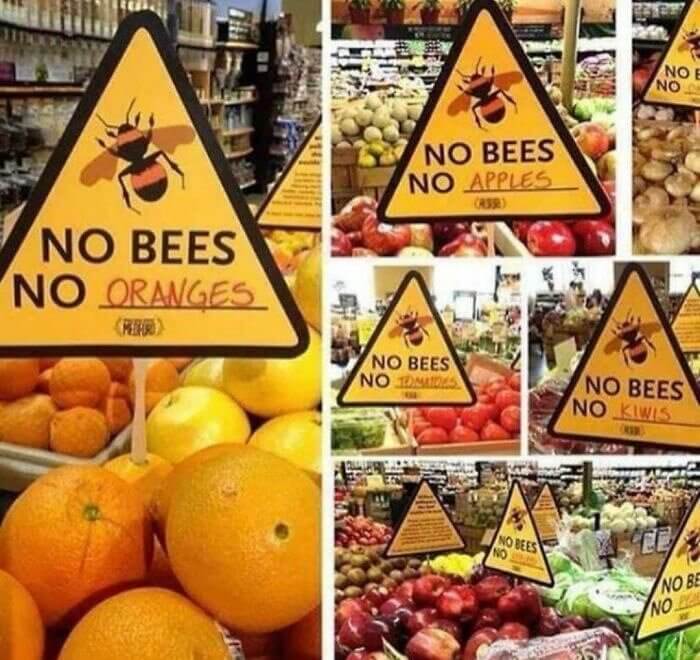 The Bee Crisis