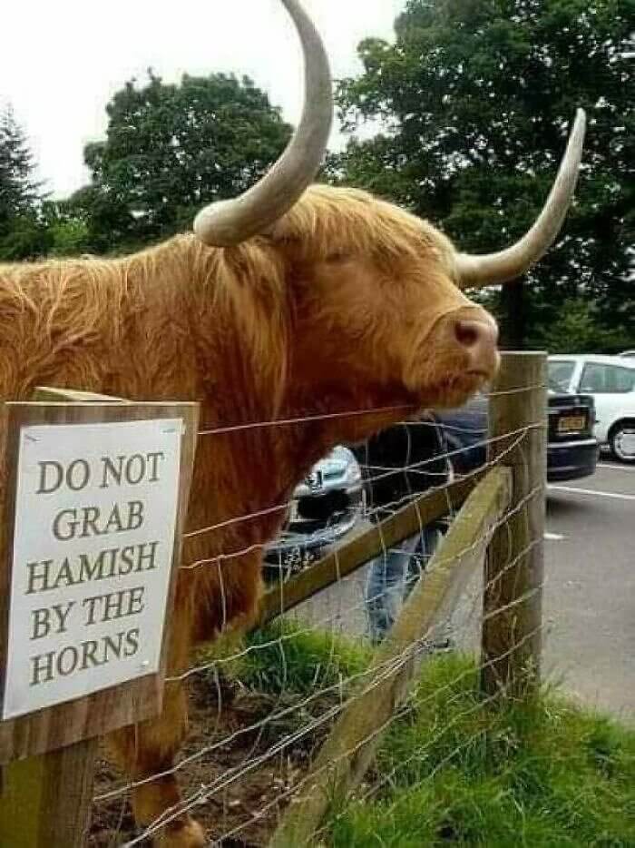 Don't Touch Hamish's Horns