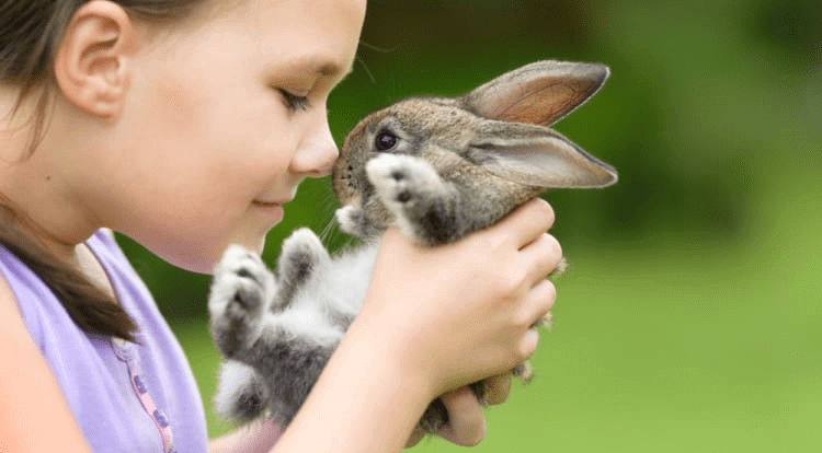 Rabbit