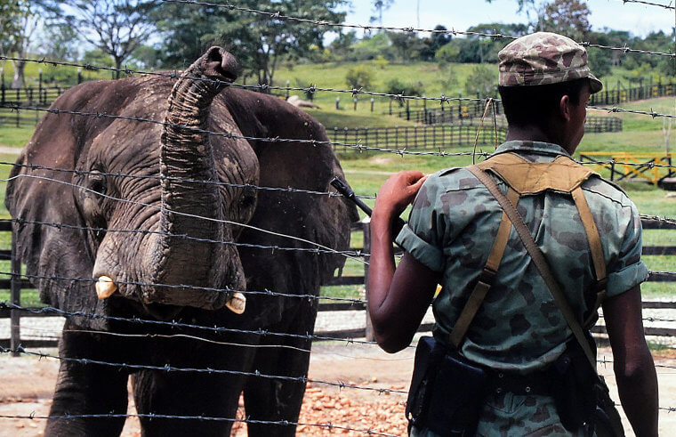 Escobar's Estate Had Hippos, Giraffes, and Elephants Roaming Around
