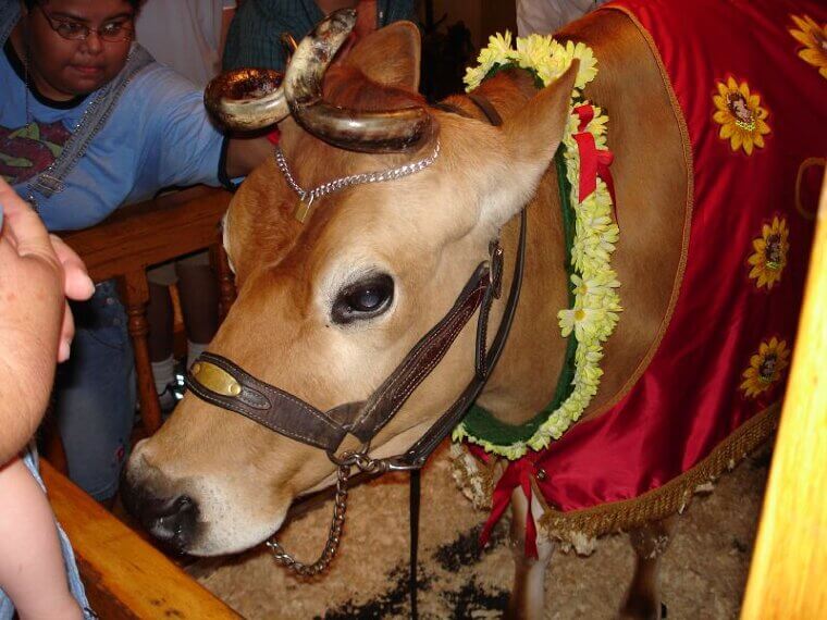 Borden’s Elsie the Cow