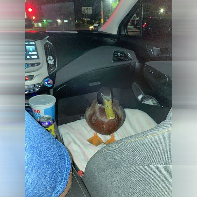 Un pato en un Uber