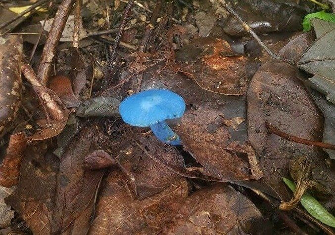 Una seta azul