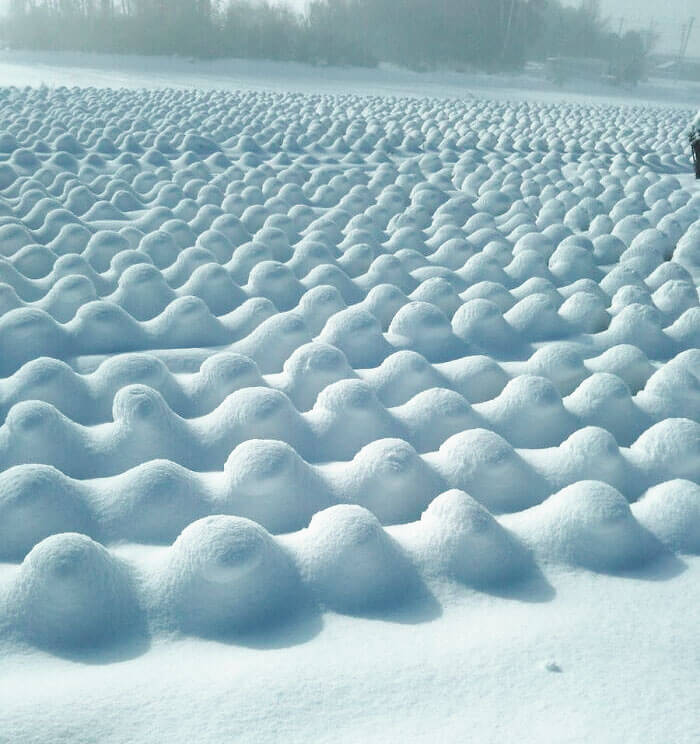 Campo de coles cubierto de nieve