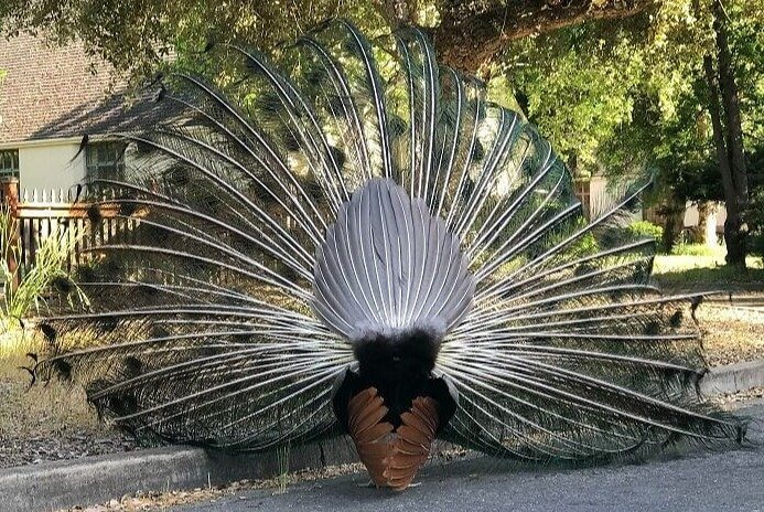 El Revés De Un Pavo Real
