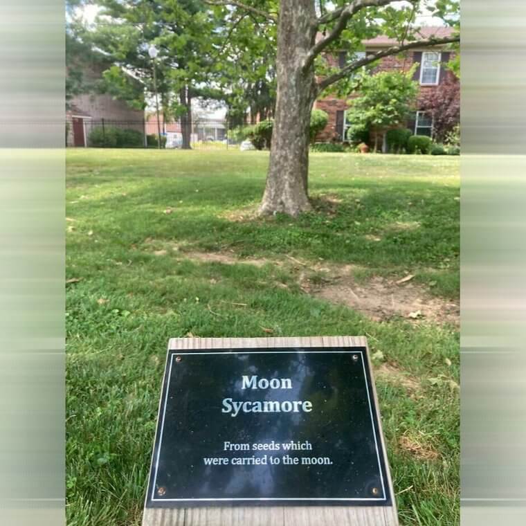 A Tree That's Been to the Moon