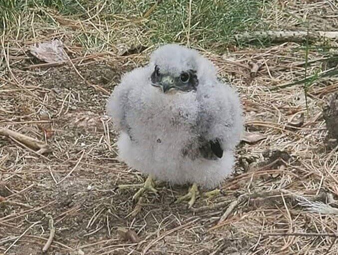 Un halcón peregrino en peligro de extinción