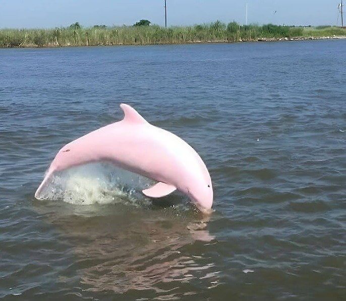 Un delfín mular rosado
