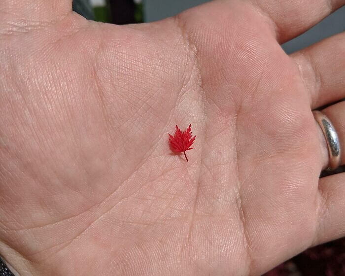 Una hoja de arce increíblemente diminuta