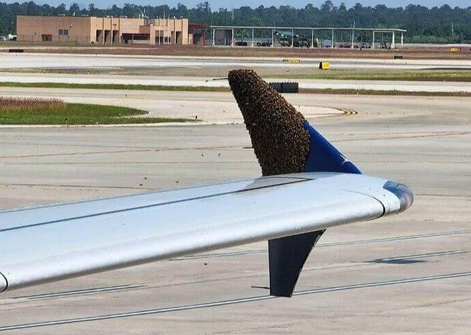 Ala De Avión Cubierta De Abejas