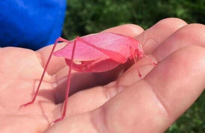 Katydid rosa